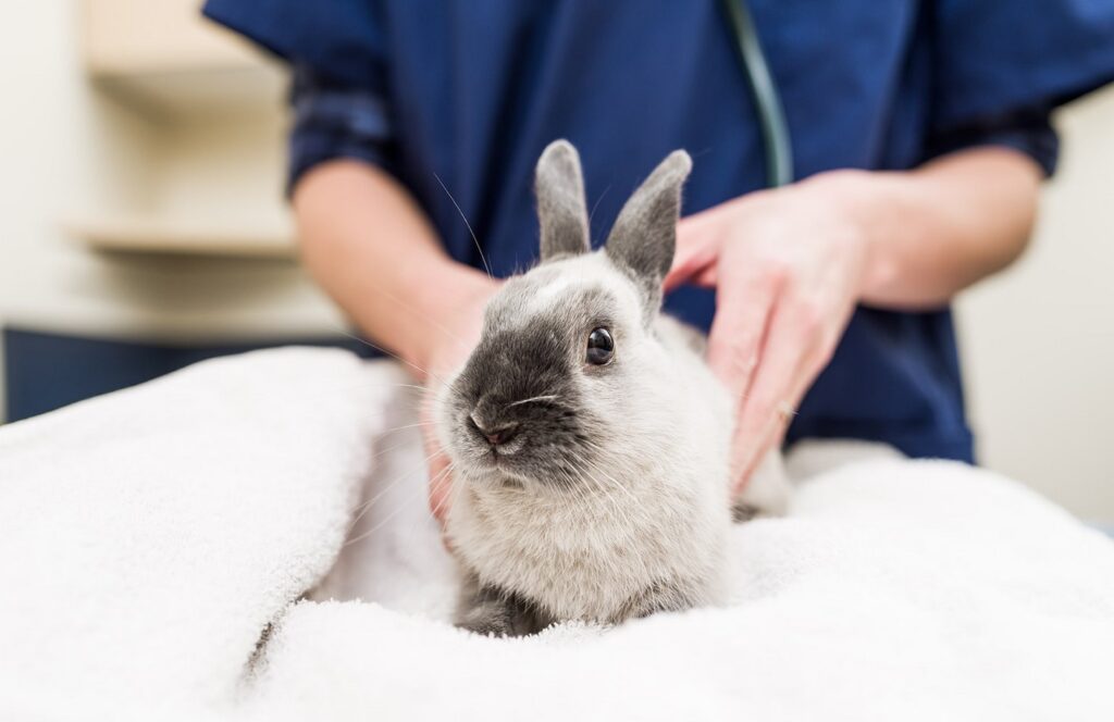 Cuales son las principales enfermedades de los conejos conejo con enfermedades comunes siendo revisado por un veterinario