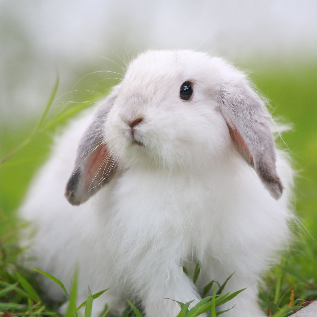 qué necesita un conejo para vivir bien en casa