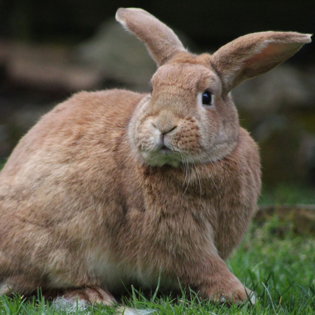 acerca de mí cuidados de conejos blog CuidaTuConejo