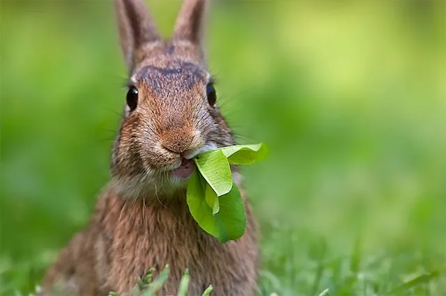 conejo-99a4995b-640w qué puede comer un conejo