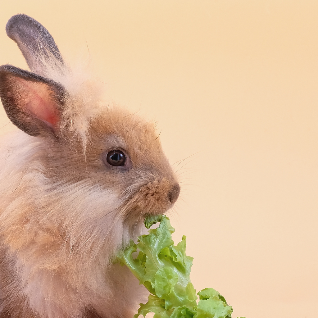 Conejo comiendo heno y verduras frescas - alimentación saludable para conejos