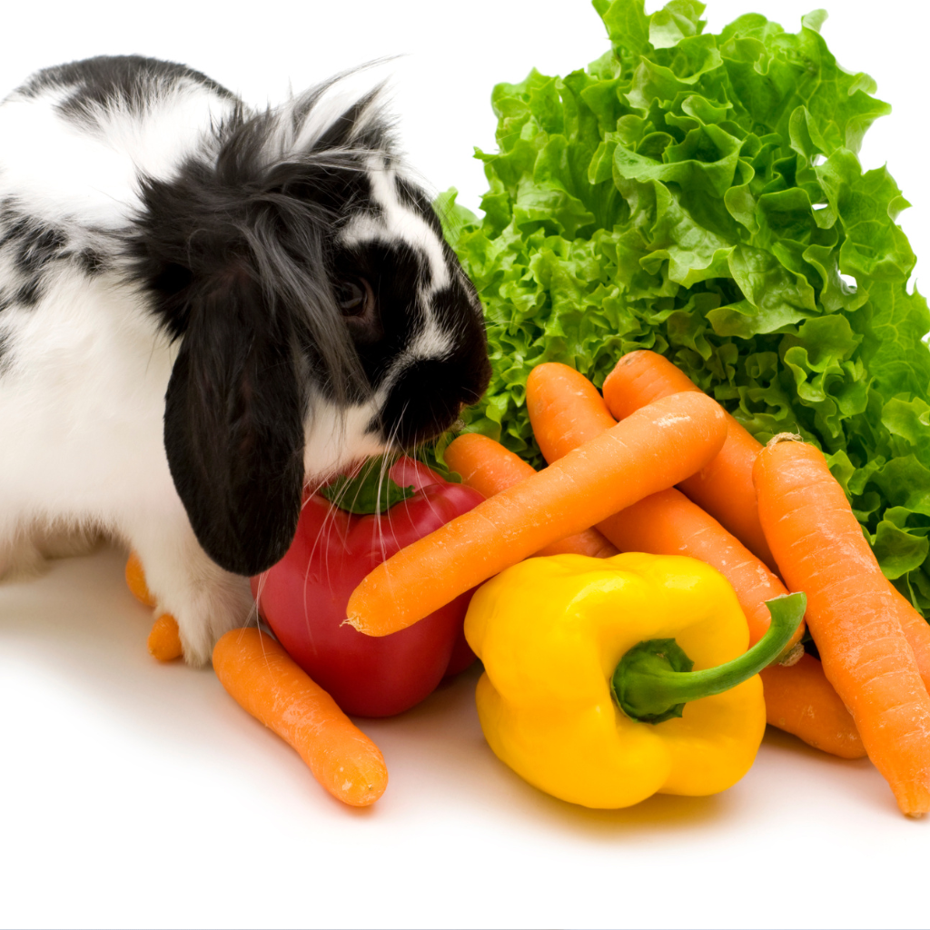 frutas y verduras para conejos