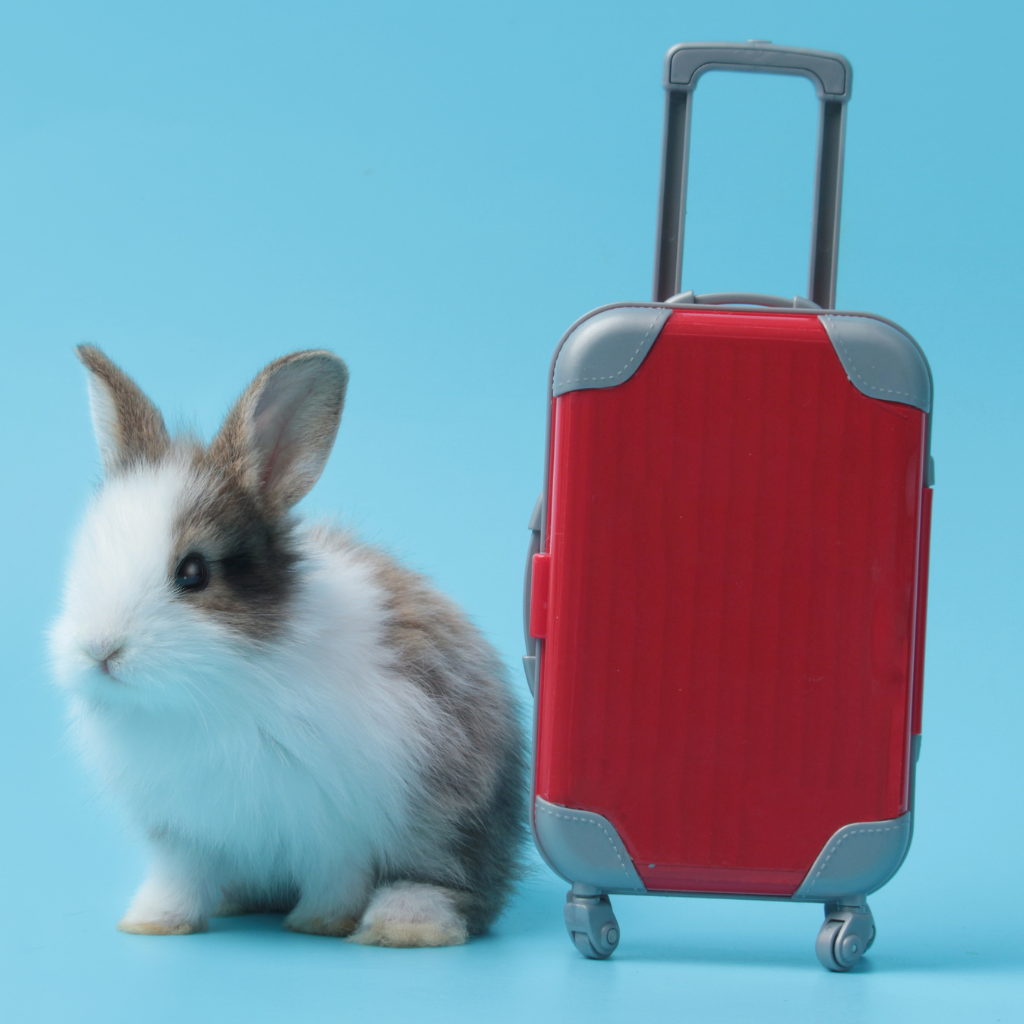 conejo-viajando-seguro.jpg Conejo viajando en transportadora